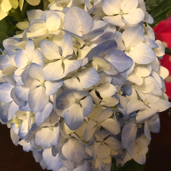 Meet your Posher, Jennifer - Picture 1 of 1